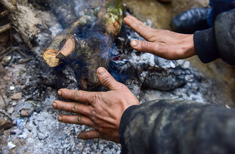 Năm nhuận, đào rừng Sa Pa nở sớm, giá tăng cao trước khi ra chợ Tết